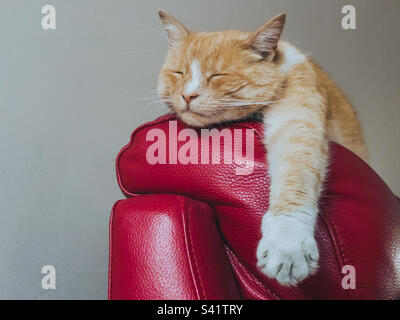 Ingwerkatze schläft auf dem Sofa mit ausgestreckter Pfote Stockfoto