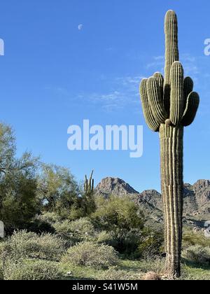 Riesen-Saguaro, Mond in brillantem blauen Himmel, Piestewa Peak, Dreamy Draw, Phoenix Mountains Preserve, 40. Street Trailhead, Arizona, früh am Morgen Stockfoto