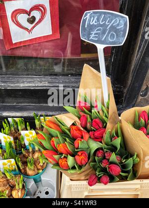 Sprossen von Narzissenblüten in Töpfen und Bündeln blühender roter und rosa Tulpen zum Verkauf beim Floristen Stockfoto