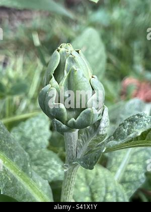 Kardonen-Knospe, auch Artischockendistel genannt. Stockfoto