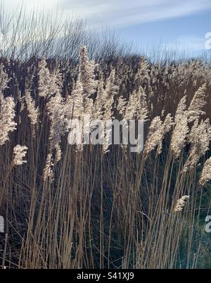 Die Schneestürme wehen in der Brise, die durch das schwache Wintersonnenlicht hervorgehoben wird Stockfoto