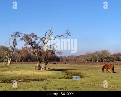 Ponys grasen am Beaulieu River, Longwater Lawn, New Forest, Hampshire Stockfoto