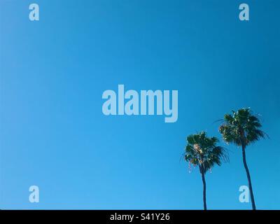 Palmen vor einem klaren blauen Himmel mit negativem Raum Stockfoto