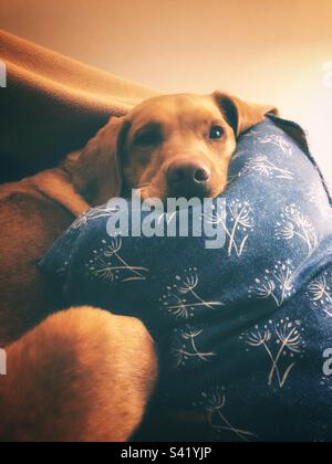 Das niedliche Labrador Retriever Hündchen sieht auf ein bequemes Kissen in einem Heim in die Kamera Stockfoto