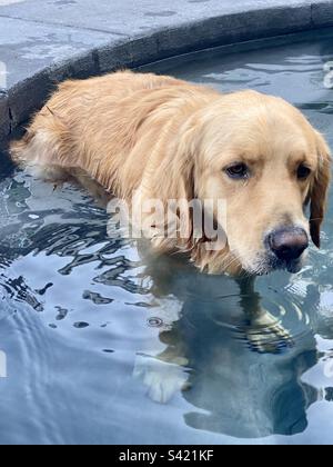 Golden Retriever sitzt im Sommer auf der Pooltreppe Stockfoto