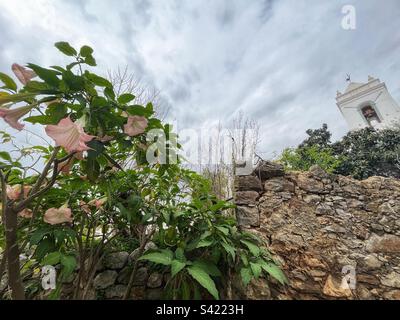 Trompetenblüten oder Brugmansiestruch wachsen auf dem Gelände der Burg Tavira mit Igreja da Misericordia im Hintergrund Stockfoto