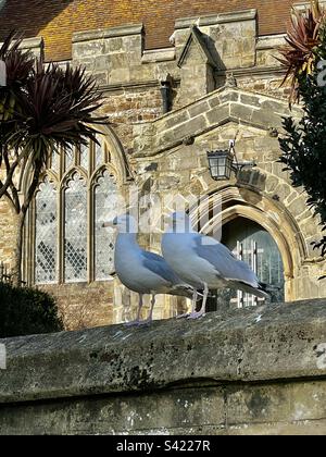 Zwei Möwen stehen auf einer Steinmauer vor der Kirche St. Clement in der Altstadt von Hastings, East Sussex, England Stockfoto