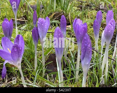 Lila Krokus nach dem Regen. Der Frühling ist da. Stockfoto