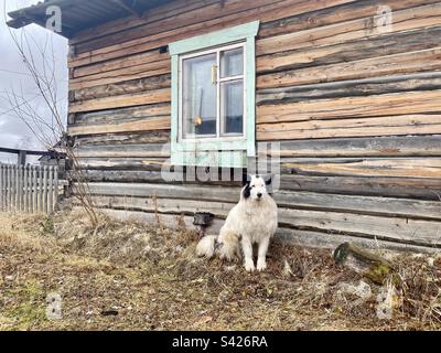 Ein weißer Hund der Rasse Yakut Laika sitzt am Fenster eines Holzhauses auf dem Gras im Dorf Yakutia. Stockfoto