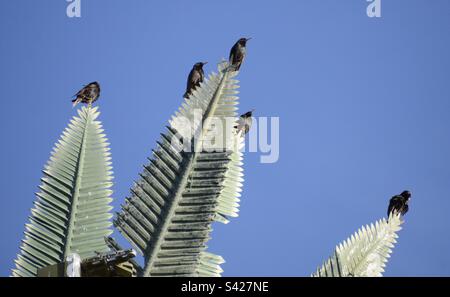 Vögel, die auf einem gefälschten Mobilfunkmast sitzen Stockfoto