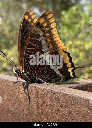 pascha-Schmetterling mit zwei Schwänzen Stockfoto