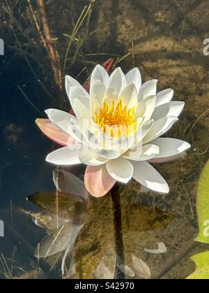 Nymphaea odorata, auch bekannt als die amerikanische Weißwasserlilie, duftende Wasserlilie, Biberwurzel, duftende Weißwasserlilie, Weißwasserlilie, Stockfoto