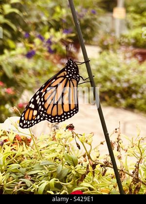 Schmetterling im Corpus Christi Botanical Gardens and Nature Center Stockfoto