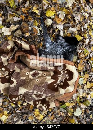 Streunender Hund unter der Decke, der auf dem Herbstblatt schläft Stockfoto