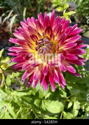 Eine einzelne, lebendige, rosa und gelbe zweifarbige Tahiti Sunset Cactus Dahlia Blume in Blüte, umgeben von hellem Grün Stockfoto