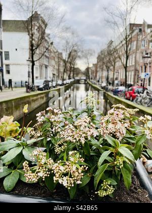 Hübsche Blumen an der Spitze von Oudezijds Achterburgwal, einer Straße und einem Kanal in De Wallen, Amsterdam. Stockfoto