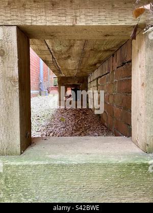 Ein 7 Monate altes, domestiziertes, kurzhaariges, schwarzes Kätzchen, das unter einer erhöhten Pflanzmaschine aus Holz im Schatten lauert Stockfoto