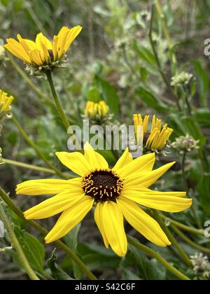 Eine wunderschöne Sonnenblume blüht im Frühling auf einem Feld mit Wildblumen. Stockfoto