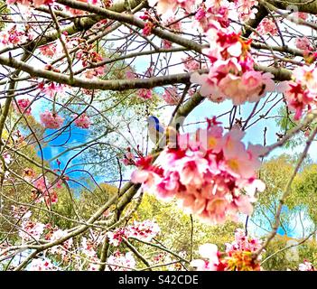 Westlicher Blauer Vogel in Zweigen von Kirschblüten. Stockfoto