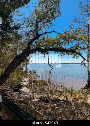 Tensaw River und Mobile Bay im Blakeley State Park Stockfoto