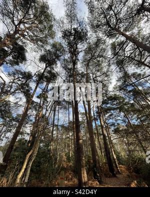 Aus der Perspektive von ANT die Bäume in einem Wald bei Finchampstead Ridges, Berkshire Stockfoto