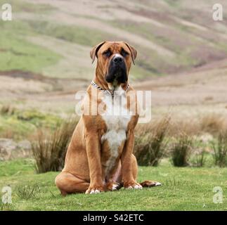 Südafrikanischer Boerboel. (Farmers Mastiff) Afrikanischer Mastiff im Alter von 16 Monaten. Stockfoto