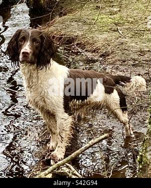 Englischer Springer Spaniel. Hund. Stockfoto