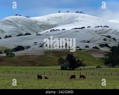 Kühe grasen unter Hügeln, die bei einem seltenen Wetterereignis mit Schnee bedeckt sind – Carmel Valley, Kalifornien Stockfoto