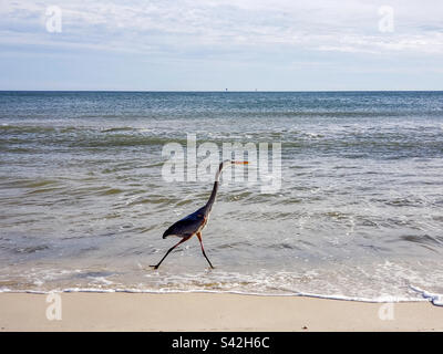 Great Blue Heron am Strand Stockfoto