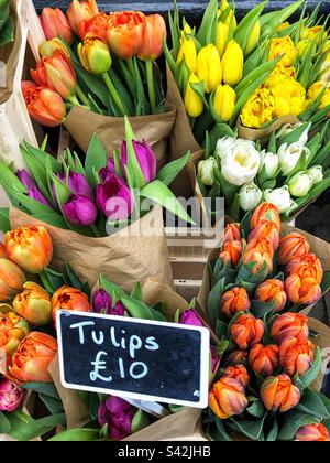 Eine Auswahl an bunten Knospen-Tulpen-Sorten, die bei Florist zu einem Sonderpreis angeboten werden Stockfoto
