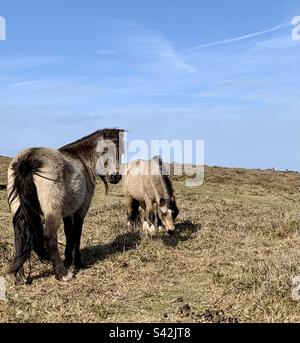 Zwei walisische wilde Bergponies Stockfoto