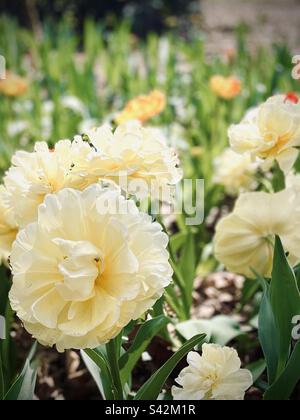 Wunderschöne, doppelt butterfarbene gelbe Tulpen in voller Blüte Stockfoto