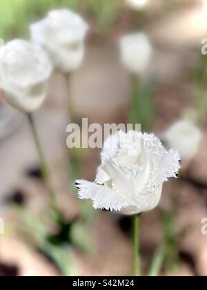 Wunderschöne weiße, gesäumte Tupfer-Tulpe in Blüte Stockfoto