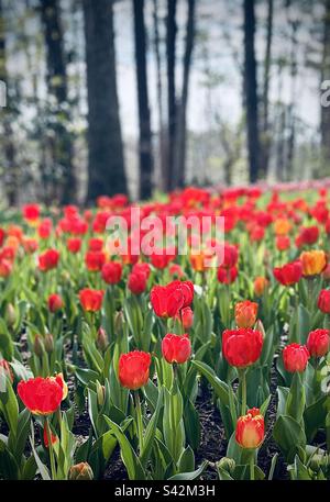 Feld mit fetten roten Tulpen Stockfoto