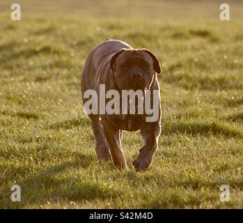 Südafrikanischer Boerboel. Afrikanischer Mastiff. Farmer's Mastiff, Südafrika. Stockfoto