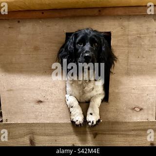 Englisch Springer Spaniel. Stockfoto