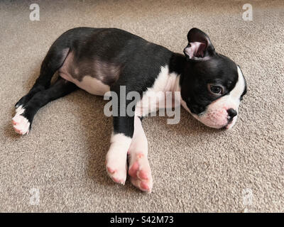 Der Welpe aus Boston Terrier liegt auf einem Teppich. Stockfoto