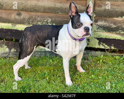 Boston Terrier Hund steht auf Gras vor einem Zaun. Stockfoto