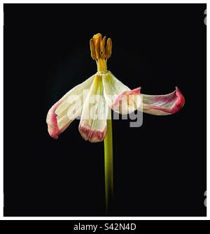 Verblasste Tulpe. Stockfoto