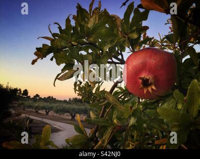 Granatapfel Reifung auf dem Baum, Katalonien, Spanien. Stockfoto