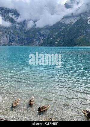 Drei Enten am Rande des Berges Oeschinen, Schweiz Stockfoto