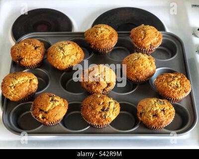 Frisch gebackene hausgemachte Choc-Chip-Muffins kühlen auf dem Kochfeld ab Stockfoto