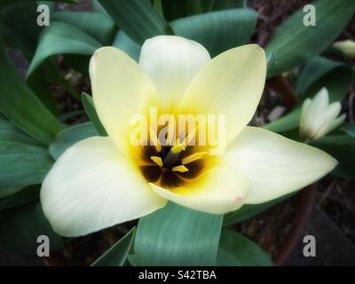 Weiße Tulpenblume des Kaisers, geöffnet, um die gelbe Mitte zu zeigen. Stockfoto