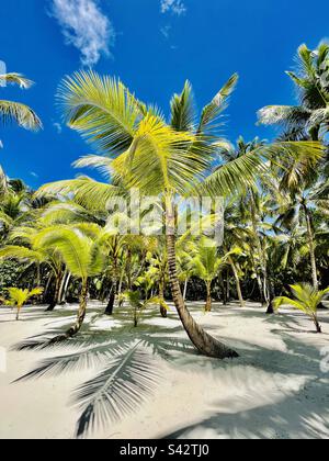 Traumziel in der Karibik, abgeschiedener Strand mit herrlichen Palmen. Das Paradies Stockfoto