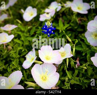 Nahaufnahme eines einzelnen Bluebonnet inmitten eines Flecks wilder Abendprimrose Pinkladies, Oenothera speciosa „Siskiyou“ während des Sonnenuntergangs in Austin Texas Stockfoto