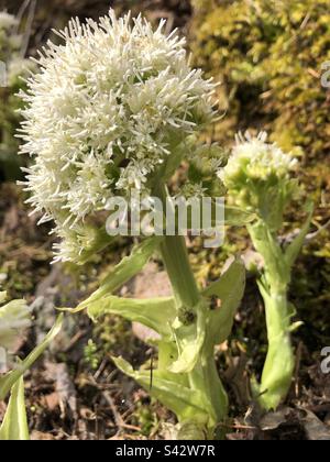 Blume, Petasites Albus (Weiße Pestwurz) Stockfoto