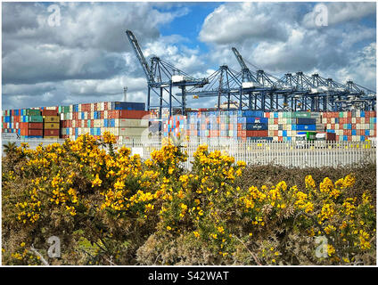 Felixstowe Seehafen mit Kränen und Containern Stockfoto