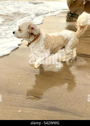 Der süße kleine Cavapoo-Hund rennt am Strand auf der Isle of Wight glücklich ins Meer Stockfoto