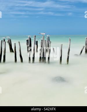 Royal Terns auf dem Stützpfeiler, lehnt sich in den Gegenwind. Stockfoto