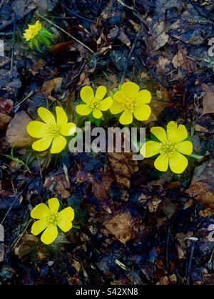Ende des Winters Anfang Frühling. Winterakoniten blühen im März, Ontario, Kanada. Kann der Frühling weit zurückliegen? Stockfoto